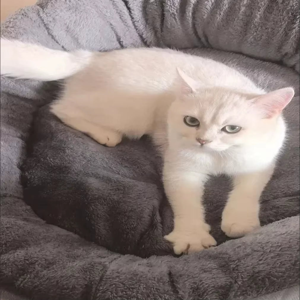 Premium Soft Warm Dog Bed and Cat House Sofa for Medium to Large Pets - Cozy Cushion Pet Supplies and Accessories 2025 New